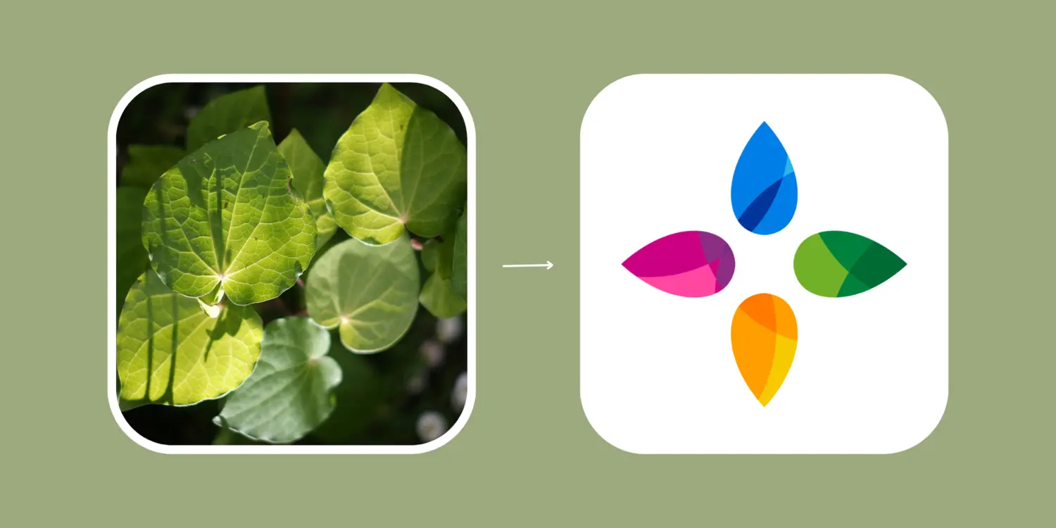 Wellington Medical Group icon development — kawakawa leaf inspiration showing the heritage and meaning behind the group's identity mark.